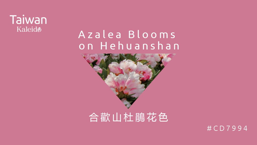 本週精選：合歡山杜鵑花色 Azalea Blooms on Hehuanshan #CD7994