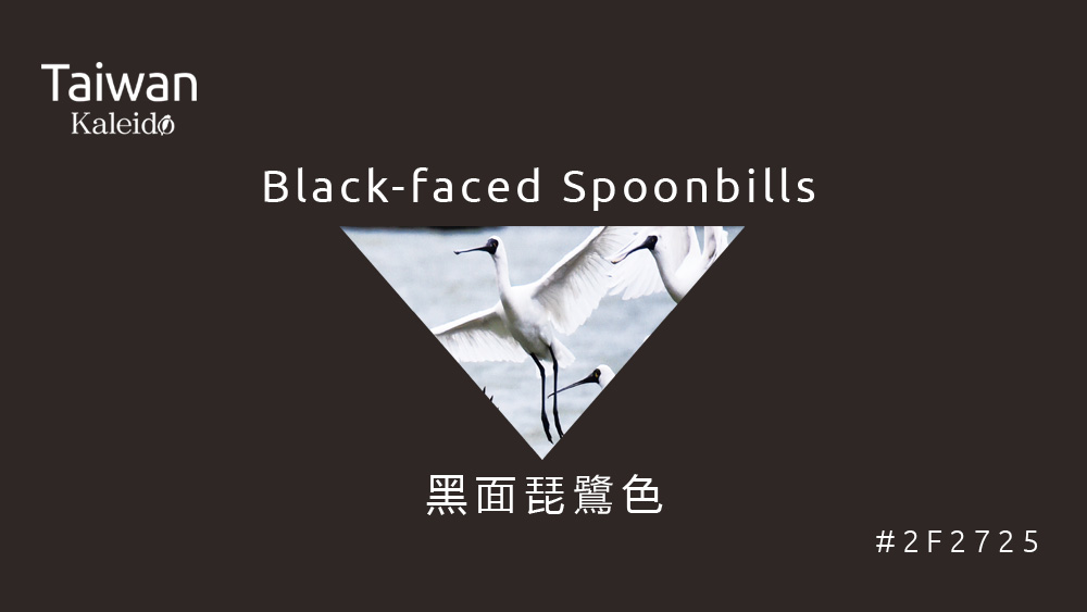 本週精選：黑面琵鷺色 Black-faced Spoonbills  #2F2725