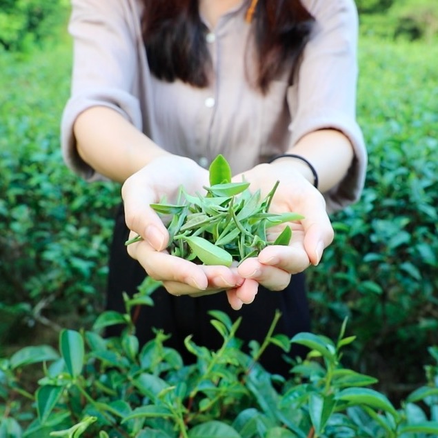 有機茶園翠綠鮮嫩的一心二葉、農莊主人上前迎接的隨和親切，自然散發茶香醇厚的底蘊和不造作的人情味。